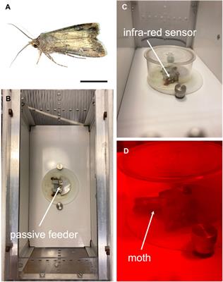 Regulation of feeding dynamics by the circadian clock, light and sex in an adult nocturnal insect